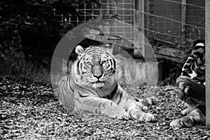 Tiger Amur looking straight at the lens Black and WHite