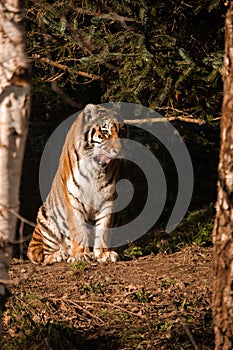 Tiger Amur with open mouth and tongue stick out