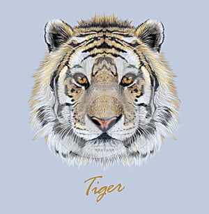 Tiger animal face. Vector Bengal head portrait. Realistic fur beast of tiger. Predator eyes of wildcat. Big cat head on