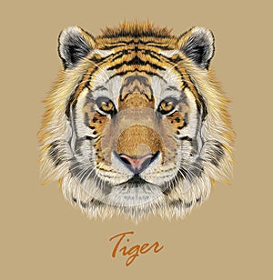 Tiger animal face. Vector Bengal head portrait. Realistic fur beast of tiger. Predator eyes of wildcat. Big cat head on