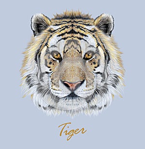 Tiger animal face. Vector Bengal head portrait. Realistic fur beast of tiger. Predator eyes of wildcat. Big cat head on blue