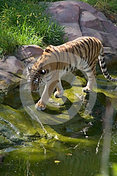 Tiger approaching a pond