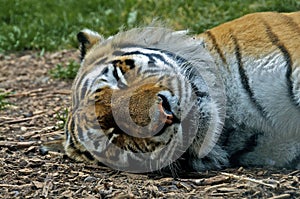 Tiger asleep