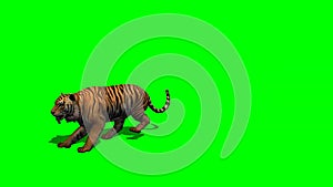 Tiger attac 1 - green screen