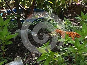 tiger attack on elephants