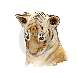 Tiger baby tabby watercolor portrait in closeup. Hand drawn panthera tigris, wild cat of large size. Felidae mammal with furry