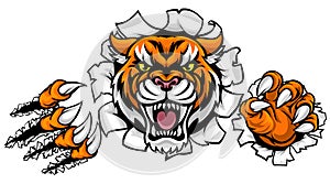 Tiger Background Claws Breakthrough