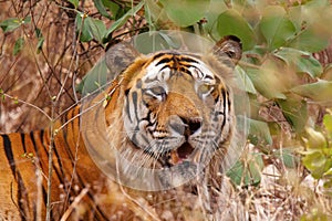 Tiger- Bamera, Panthera tigris, Bandhavgrh Tiger Reserve