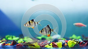 Tiger barb or Puntigrus tetrazona inside the aquarium