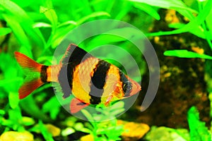 Tiger barb in a freshwater aquarium