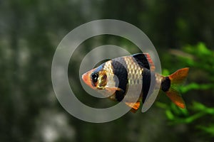 Tiger barb, Puntigrus tetrazona, popular and easy to keep ornamental tropical cyprinid fish from Sumatra