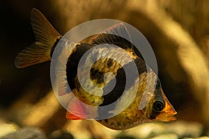 Tiger barb Puntius tetrazona in aquarium