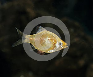 Tiger Barb, puntius tetrazona, Gold Form