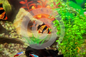 Tiger barb or sumatra barb in a home decorative aquarium