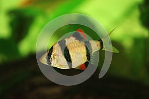 Tiger barb or Sumatra barb Puntius tetrazona tropical aquarium fish