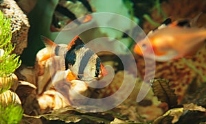 Tiger barbs and Minor tetra freshwater fish in aquarium