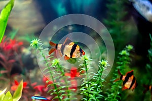 Tiger barbs or sumatra barbs in a home decorative aquarium