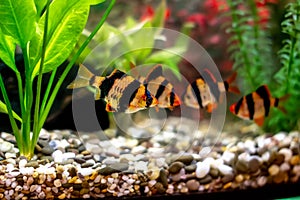 Tiger barbs or sumatra barbs in a home decorative aquarium