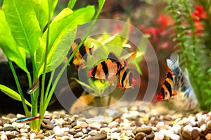 Tiger barbs or sumatra barbs in a home decorative aquarium