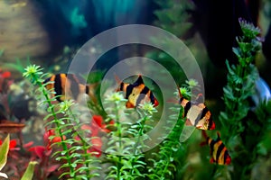 Tiger barbs or sumatra barbs Puntius tetrazona in a home decorative aquarium