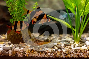 Tiger barbs or sumatra barbs Puntius tetrazona in a home decorative aquarium