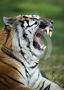 Tiger Baring Teeth