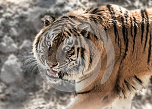 Tiger with baring teeth on the stone background in daytime