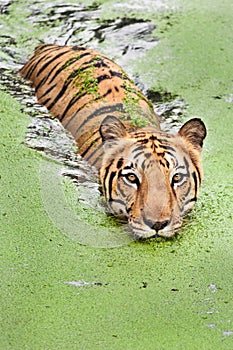 Tiger bath