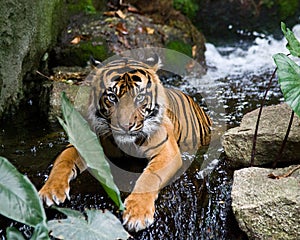 Tiger - Bathing