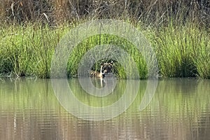 A tiger bathing and drinking in a lake in India