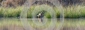 A tiger bathing and drinking in a lake in India