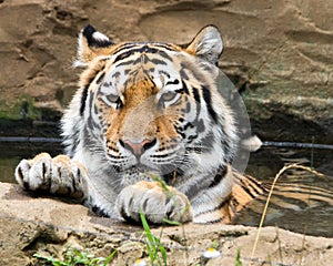 Tiger - Bathing in a pond