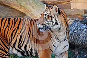 Tiger photo