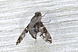 Tiger Bee Fly, Closeup