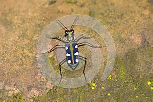 Tiger beetle