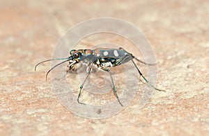 Tiger beetle