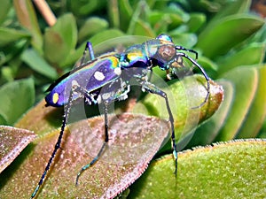 Tiger Beetle