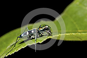 Tiger beetle