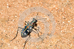 Tiger Beetle