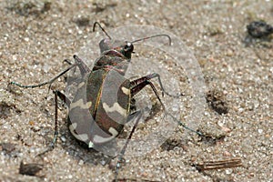 Tiger beetle photo