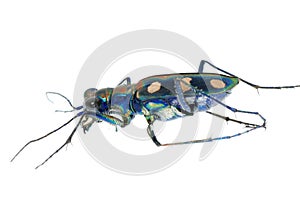 Tiger beetle bug insect