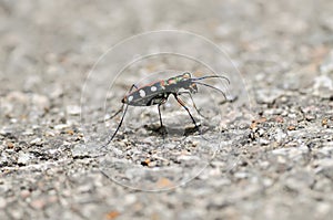 Tiger beetle(Cicindela aurulen)