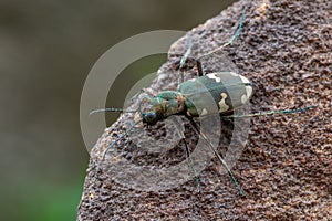 A tiger beetle - Cicindela sylvicola