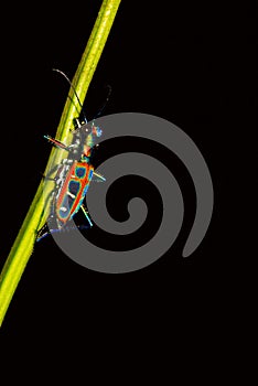 Tiger Beetle, Cicindelinae, Agumbe, Karnataka