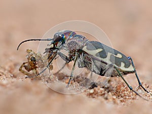 Tiger Beetle Eating A Spider