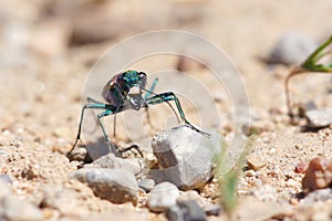 Tiger beetle