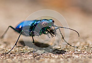 Tiger Beetle