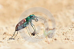 Tiger beetle