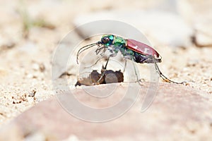 Tiger beetle