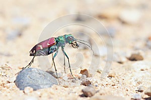 Tiger beetle